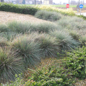 Festuca glauca elijah blue - graminacea sempreverde