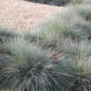 Festuca glauca elijah blue - graminacea sempreverde