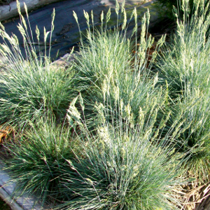 Festuca glauca elijah blue - graminacea sempreverde