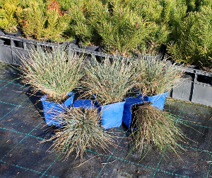 PGRV festuca glauca elijah blue q910