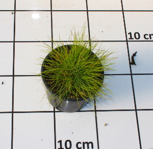 PGRV festuca glauca golden toupee t13