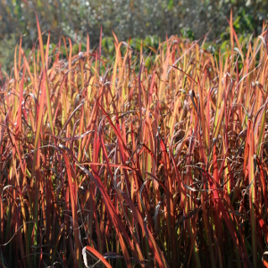 imperata cilindrica red baron 01