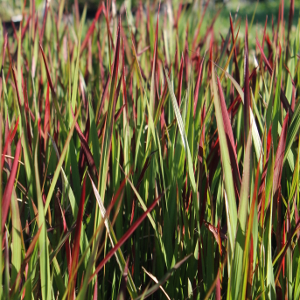 imperata cilindrica red baron 02