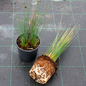 PGRV juncus inflexus t15