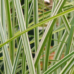 miscanthus sinensis morninglight graminacea vigorosa