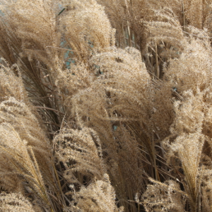 miscanthus sinensis morninglight graminacea vigorosa