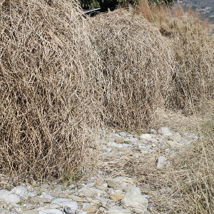 miscanthus sinensis morninglight graminacea vigorosa