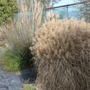 miscanthus sinensis morninglight graminacea vigorosa