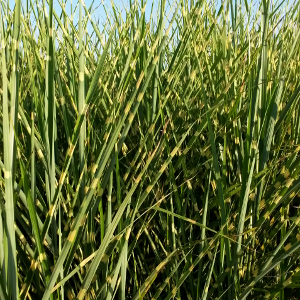 miscanthus sinensis zebrinus 01
