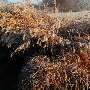 miscanthus sinensis zebrinus 02