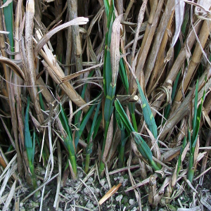 miscanthus sinensis zebrinus 03