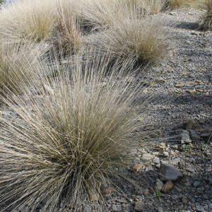 Muhlenbergia dubia - graminacea paesaggistica