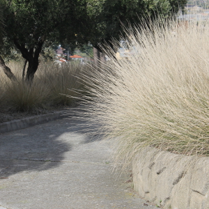 Muhlenbergia dubia - graminacea paesaggistica