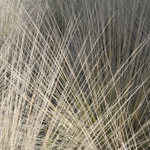 Muhlenbergia dubia - graminacea paesaggistica
