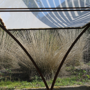 Muhlenbergia dubia - graminacea paesaggistica