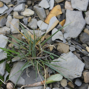 Muhlenbergia dubia - graminacea paesaggistica