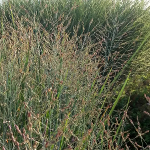 panicum virgatum heavy metal 01