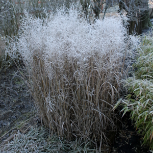 panicum virgatum heavy metal 02