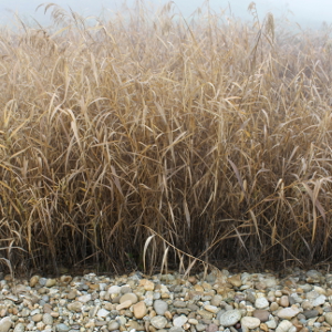 Phragmites australis - cannuccia di palude - graminacea