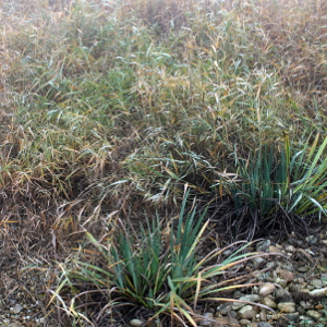 Phragmites australis - cannuccia di palude - graminacea