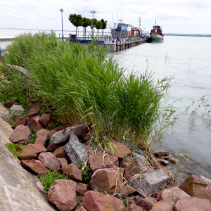 phragmites australis 05