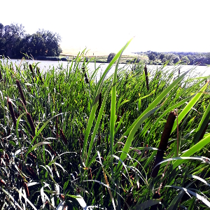 typha latifolia 01