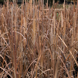 typha latifolia 02