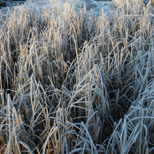 typha latifolia 03