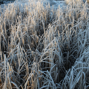 typha latifolia 03