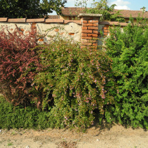 POR abelia grandiflora eduard groucher 03