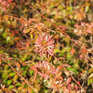 POR abelia grandiflora eduard groucher 04