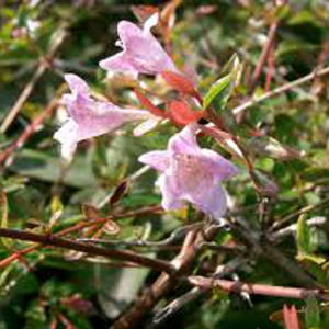 POR abelia grandiflora eduard groucher 05