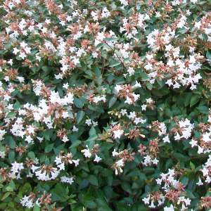 POR abelia grandiflora 01