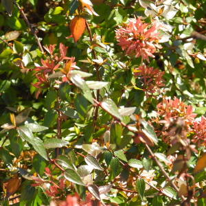 POR abelia grandiflora 02