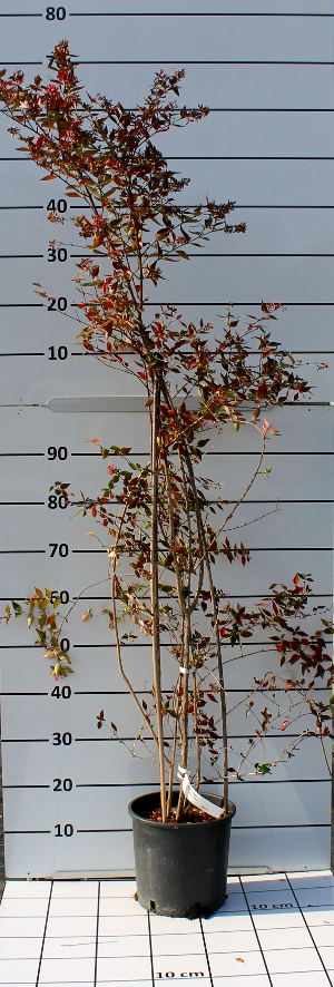 PORV abelia grandiflora t24