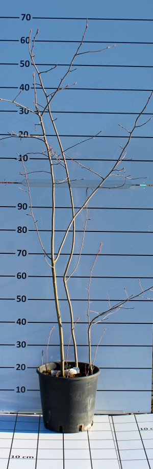 PORV amelanchier canadensis t18
