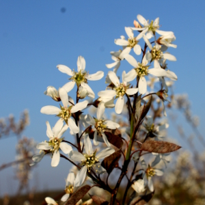 amelanchier canadensis 01