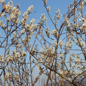 amelanchier canadensis 02