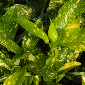 aucuba japonica crotonifolia sempreverde zone ombreggiate