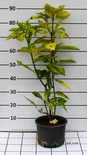 PORV aucuba japonica variegata t20B