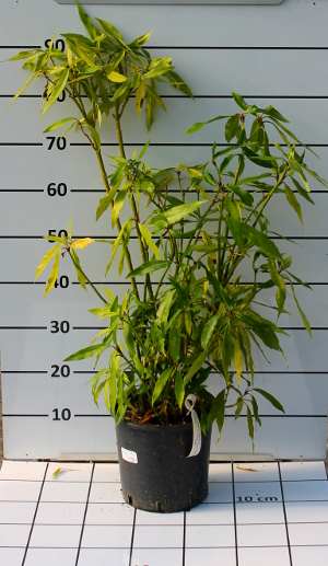 PORV aucuba longifolia t20