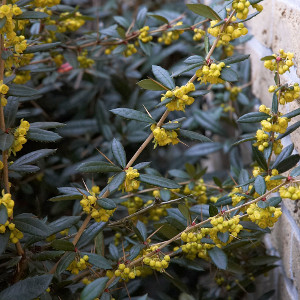 berberis julianae arbusto sempreverde spinoso