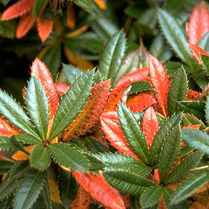 berberis julianae arbusto sempreverde spinoso