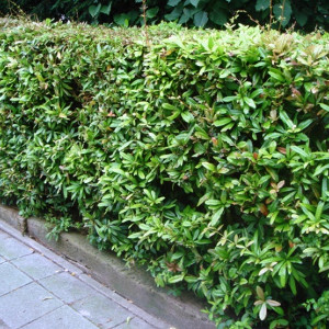 berberis julianae arbusto sempreverde spinoso 