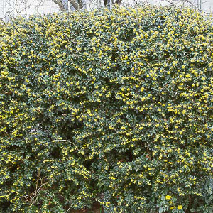 berberis julianae siepi spinose