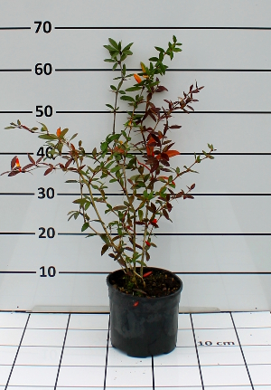 PORV berberis julianae t15