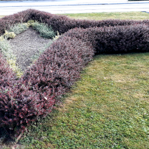 berberis thunbergii atropurpurea nana 01