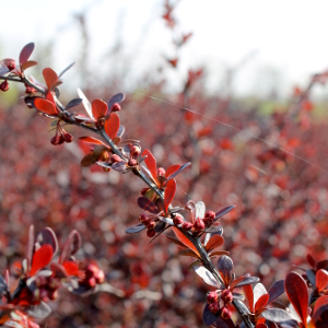 berberis thunbergii atropurpurea 01
