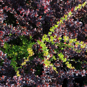 berberis thunbergii atropurpurea 02