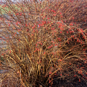 berberis thunbergii atropurpurea 05